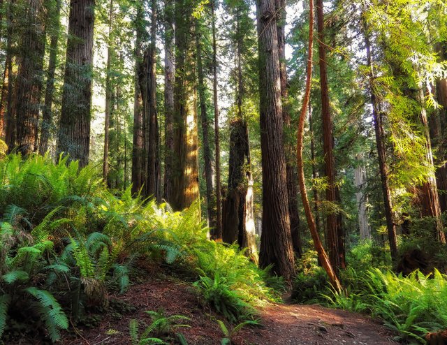 P5264738-redwoods-walk-in-the-afternoon-1200.jpg