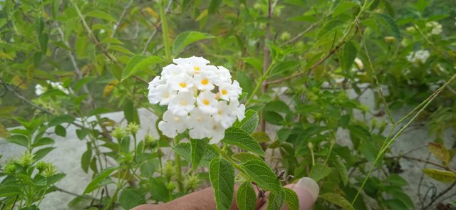 IMG_20210806_165323_1.jpg