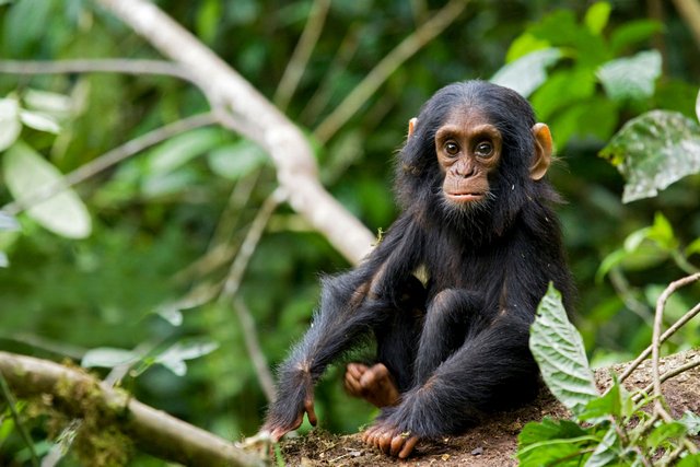 Top 5 Must Visit Destinations on Rwanda and Uganda Safari.jpg