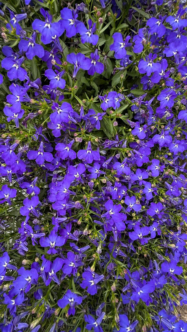 IMG_0962.jpeg