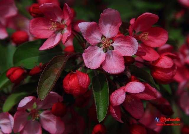 indian-magic-flowering-crabapple blooms spring tree crabapple IM-0049.JPG