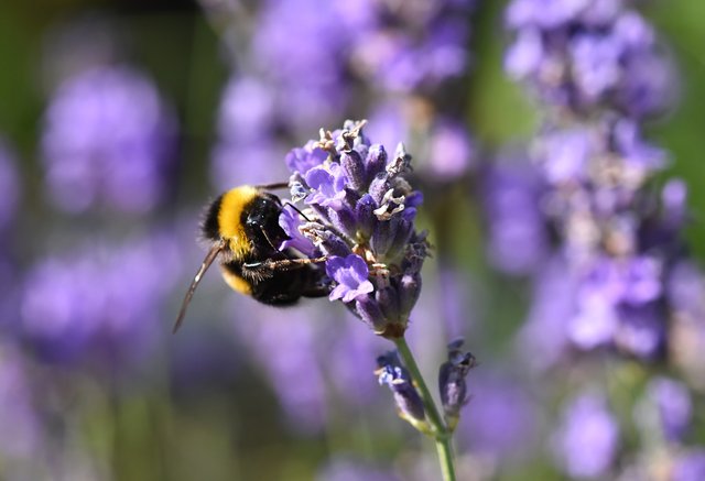 bumblebee lavender 3.jpg