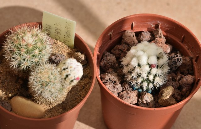 Mammillaria Gracilis Monstruosa + snowcap.jpg