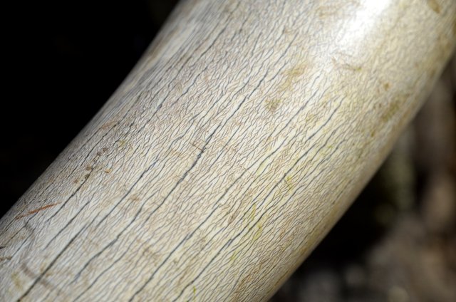 3.11 Detail of ivory.jpg