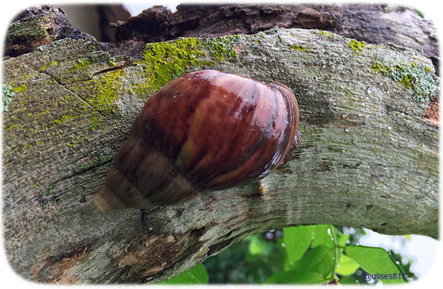 Caracol-africano-3.png