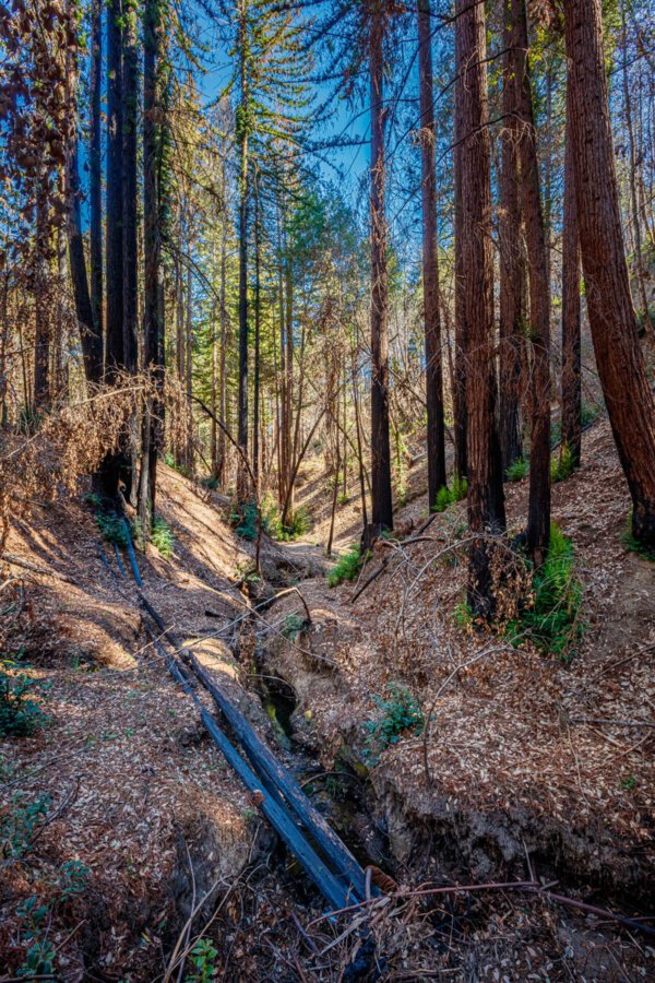 Awakening-of-the-Silent-Forest-Photo-Essay-27-by-Ian-Bornarth-600x900.jpg