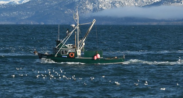 094 birds and boat.jpg