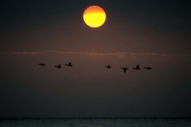 DSC_7923 -1 cropped birds in flight.jpg