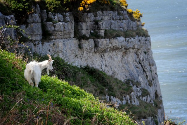 GreatOrme-20150526113404301.jpg