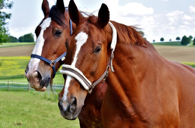 horses-3038935_1920.jpg