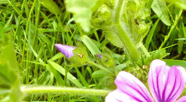 Flower Photography Hairy Cone Purple Unk Flower Close-up May 28 2017.jpg