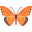 butterfly (1).png