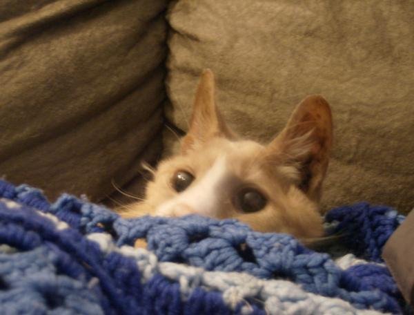 Butterscotch buried in a blanket with big eyes.jpg