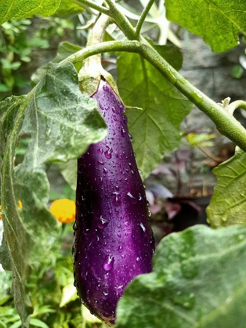 eggplant-5902351_640.jpg