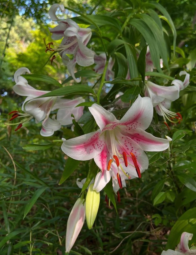 IMG_20250711_165550.jpg