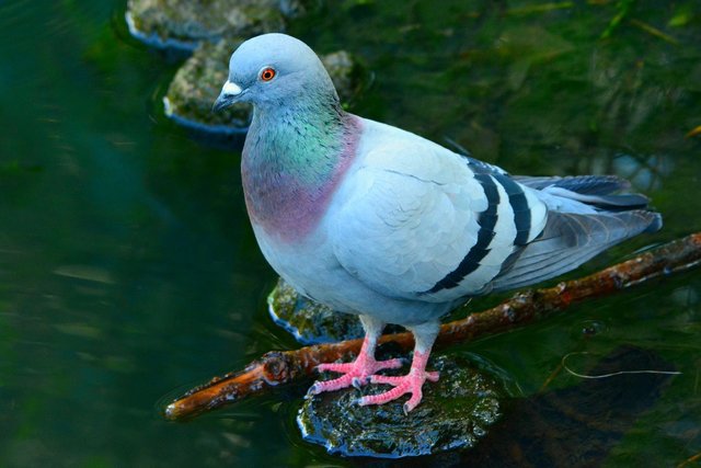 rock-dove-4330267_1280.jpg