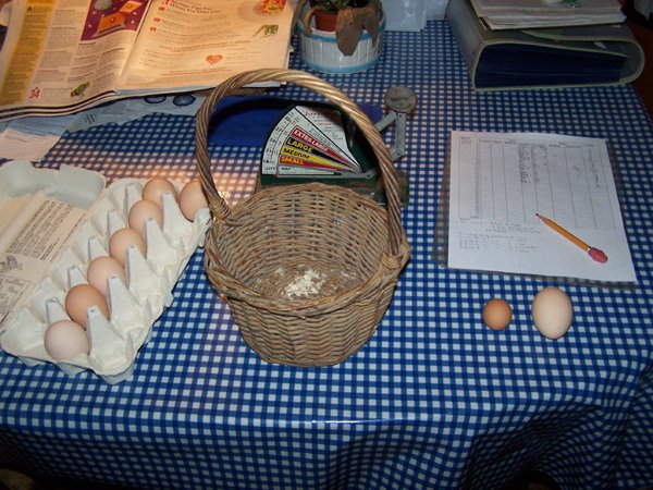 Pullet egg1 crop July 2019.jpg