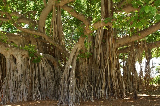 banyan-tree-1049021_1280.jpg