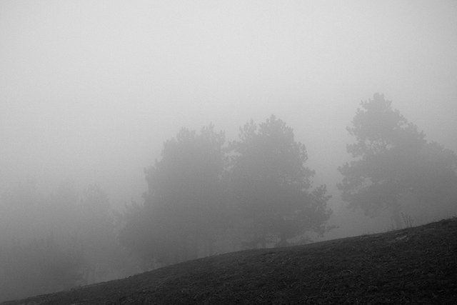 Foggies_n_002_s_BW.jpg