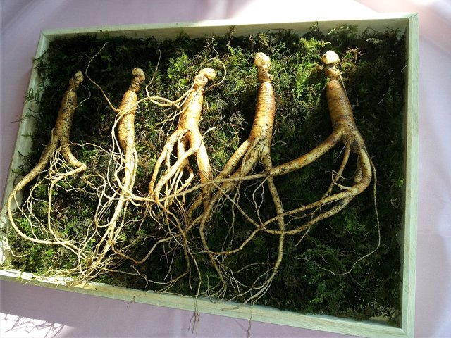 ginseng-641890_1280.jpg