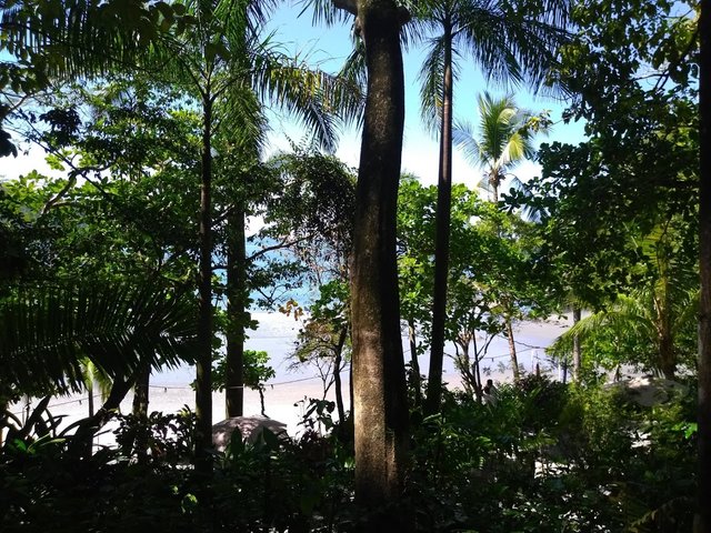 ViewOfTulemarBeachFromTheForest.jpg