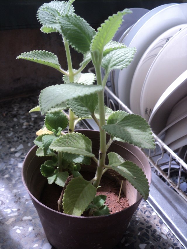 oregano, zapote otro 001.JPG