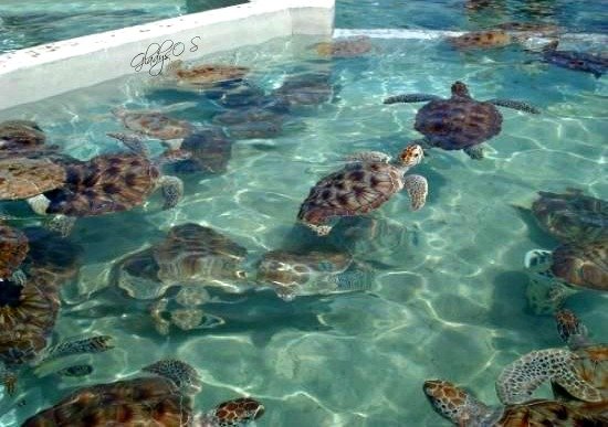 1 Sea Turtle at Grand Cayman  tortugas en estanque.jpg