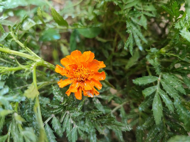 IMG_20250507_161708.jpg