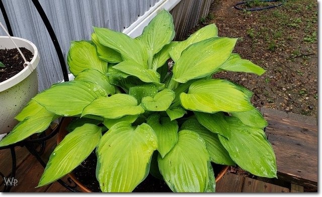 Big Hosta.jpg