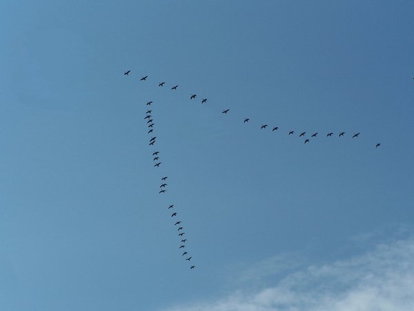 Geese flying north crop June 2019.jpg