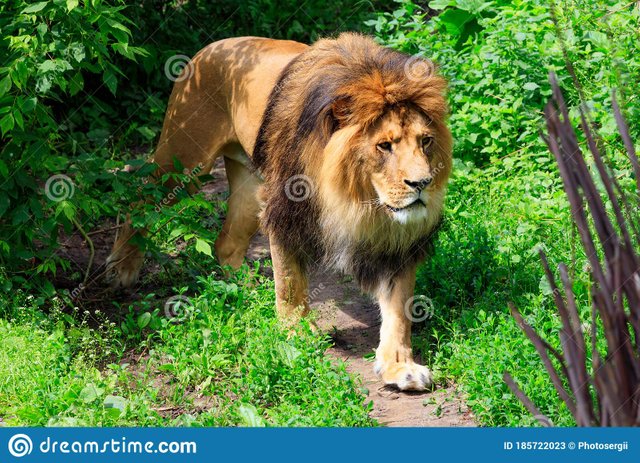 wild-lion-large-shaggy-orange-mane-hair-walks-along-forest-path-green-shrubs-sunny-daytime-close-up-wild-185722023.jpg