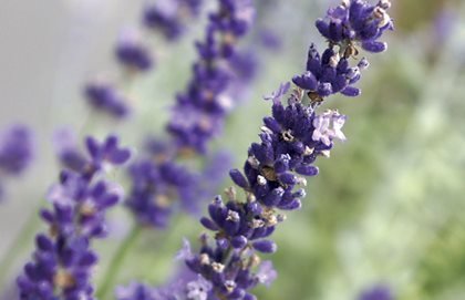 big-time-blue-lavandula-angustifolia-wayside-gardens_12067.jpg