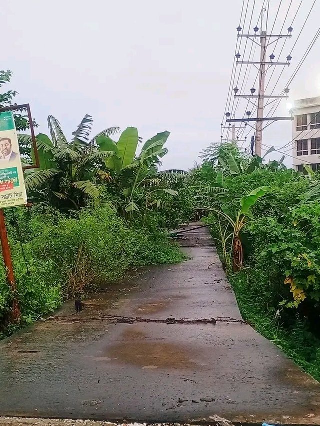 81335.jpg