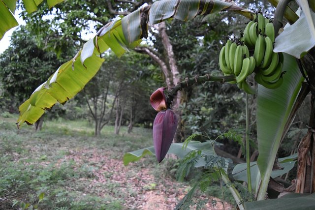banana-growing-4.jpg