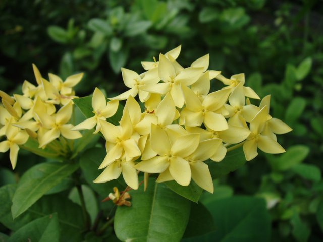 Queen Sirikit Park - flower