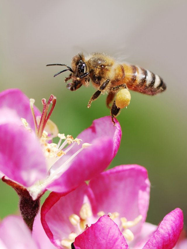 honeybee-pink-flower_3x4.jpg