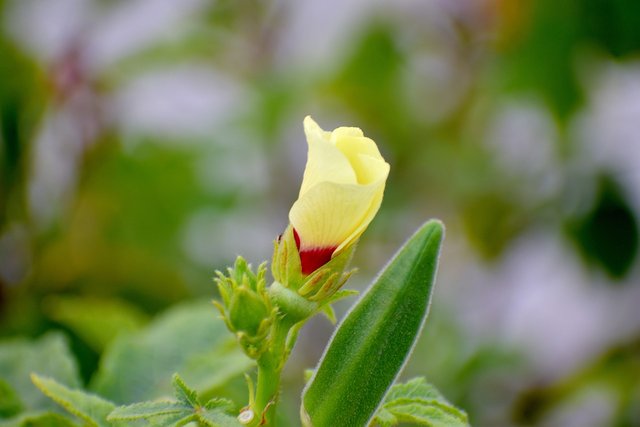 okra-flower-2795148_1280.jpg