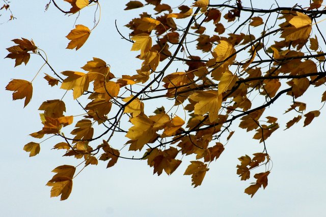 leaves-g7b2047ecf_1920.jpg