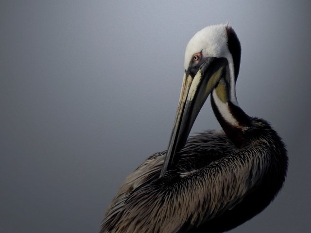 pelicans14FINAL_1.jpg