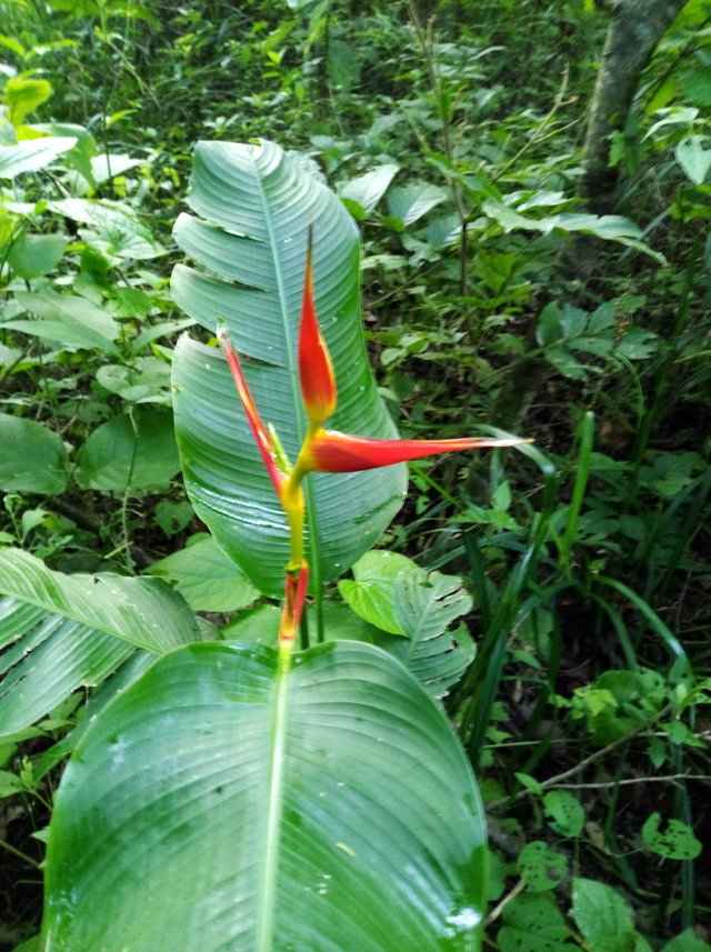 Heliconia unas flores que se convierten en hojas. — Steemit