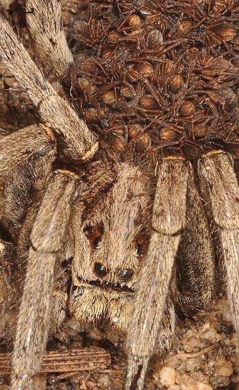 A-close-up-look-at-a-mother-wolf-spider-carrying-her-young.jpg