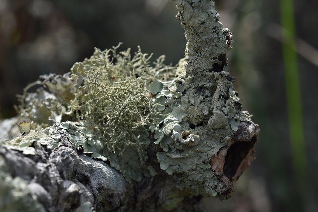 lichen shouting branch.jpg