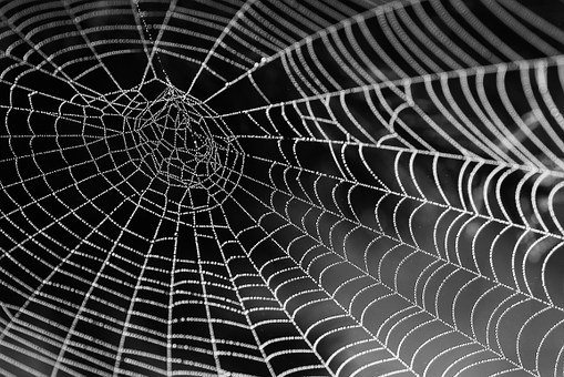 cobweb-921039__340.jpg