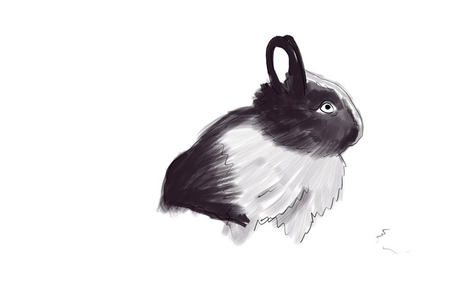 rabbit(457).jpg