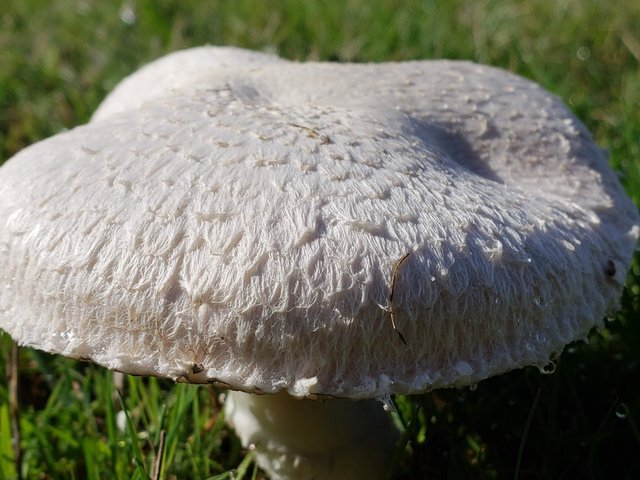 mushroomInGrass1.jpg