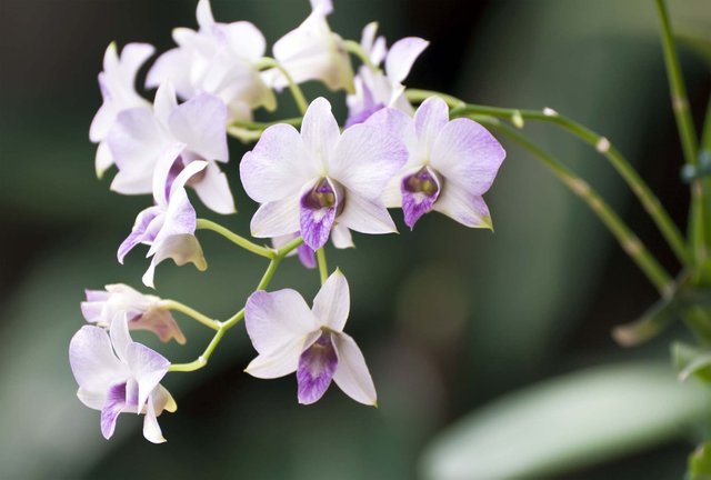 Dendrobium.orchids1.jpg