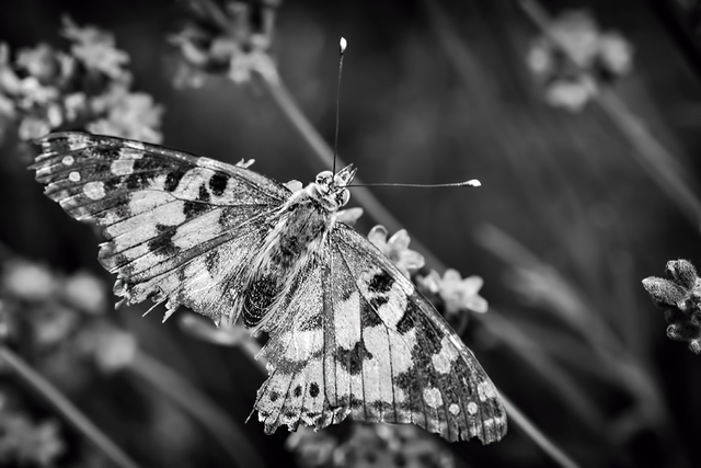 DSC_8292-BW-2-ST2.png