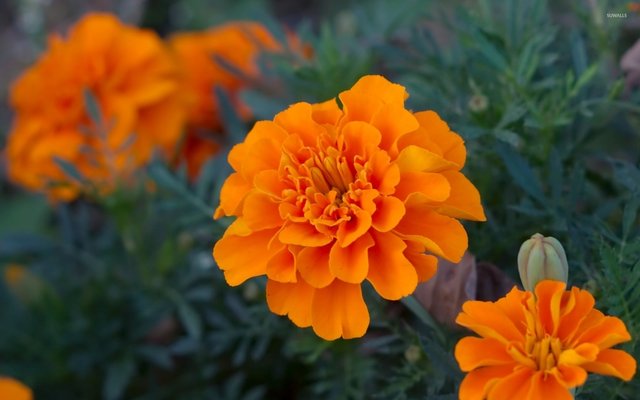 marigold-35027-1920x1200.jpg