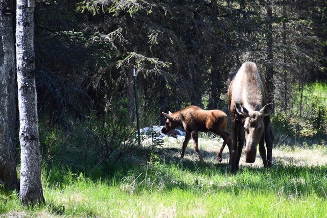 shasta2018dec10th47moosemonday3io.jpg