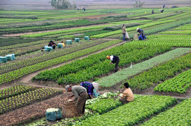 1200px-Agriculture_in_Vietnam_with_farmers.jpg